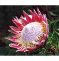 ΠΡΩΤΕΑ  KING.....PROTEA  CYNAROIDES